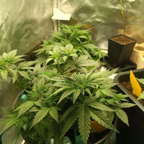 Special Queen 1 growlog timeline photo
