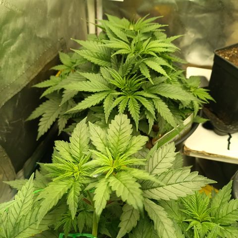Special Queen 1 growlog timeline photo