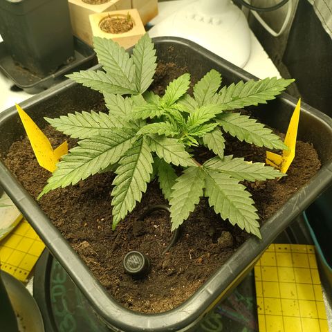 Special Queen 1 growlog timeline photo