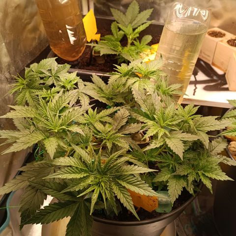 Special Queen 1 growlog timeline photo