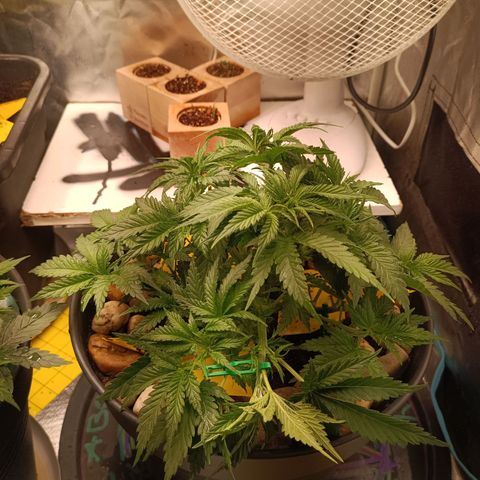 Special Queen 1 growlog timeline photo