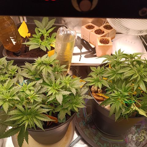 Special Queen 1 growlog timeline photo