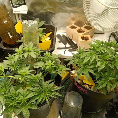 Special Queen 1 growlog timeline photo