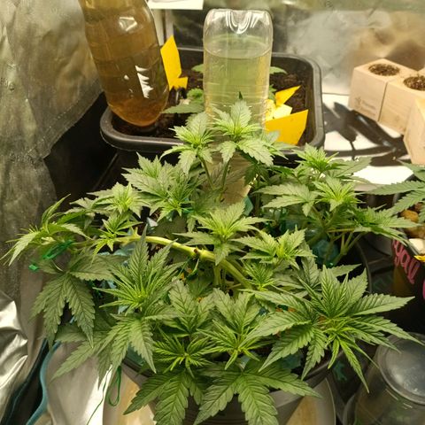 Special Queen 1 growlog timeline photo