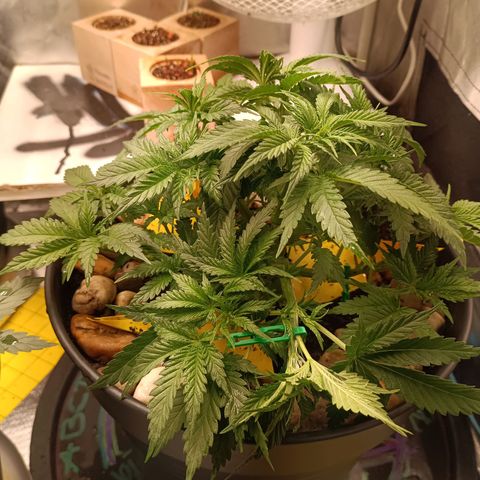 Special Queen 1 growlog timeline photo