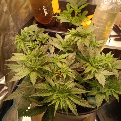 Special Queen 1 growlog timeline photo