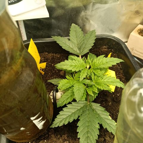 Special Queen 1 growlog timeline photo