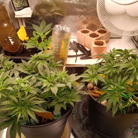 Special Queen 1 growlog timeline photo