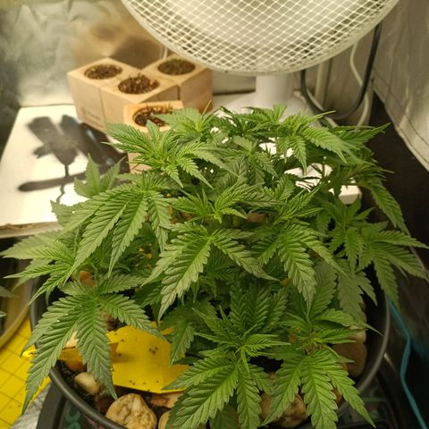 Special Queen 1 growlog timeline photo