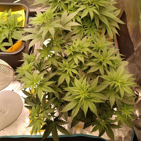 Special Queen 1 growlog timeline photo
