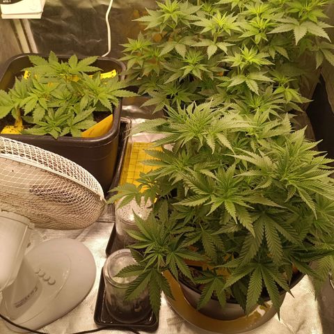 Special Queen 1 growlog timeline photo