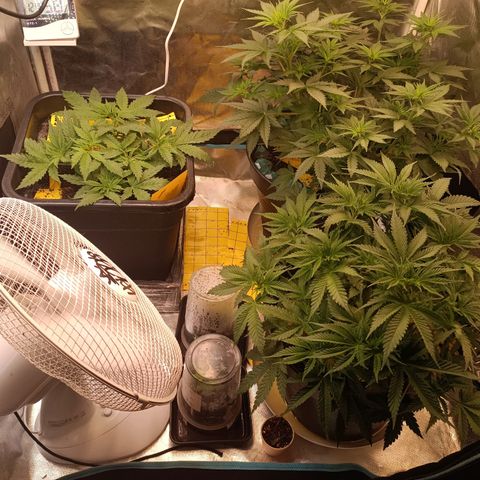 Special Queen 1 growlog timeline photo