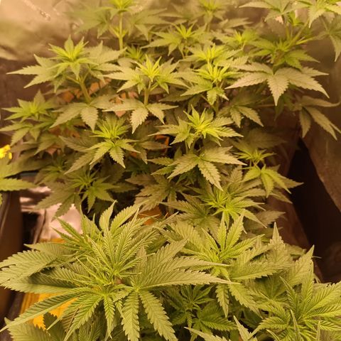 Special Queen 1 growlog timeline photo