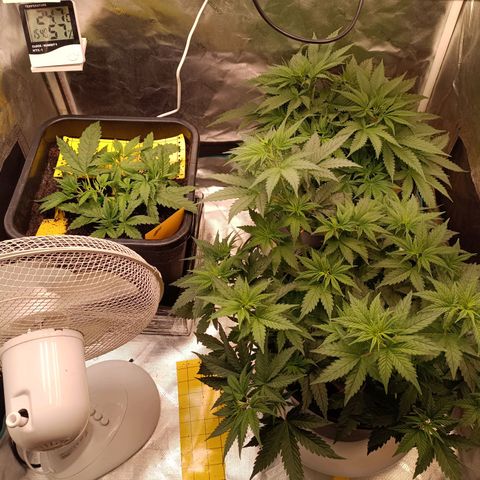 Special Queen 1 growlog timeline photo