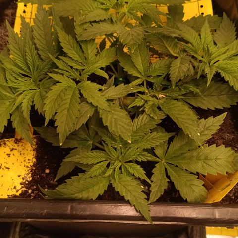 Special Queen 1 growlog timeline photo