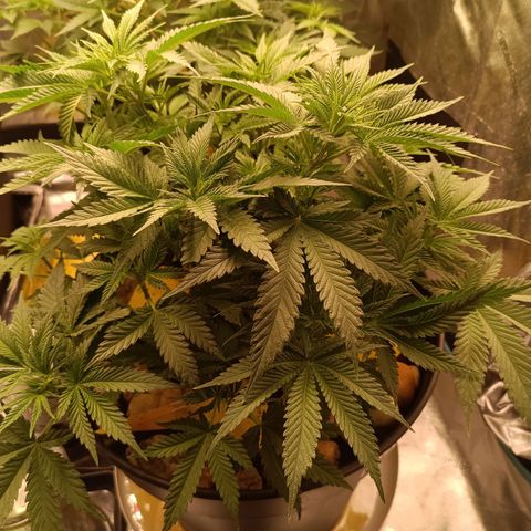 Special Queen 1 growlog timeline photo