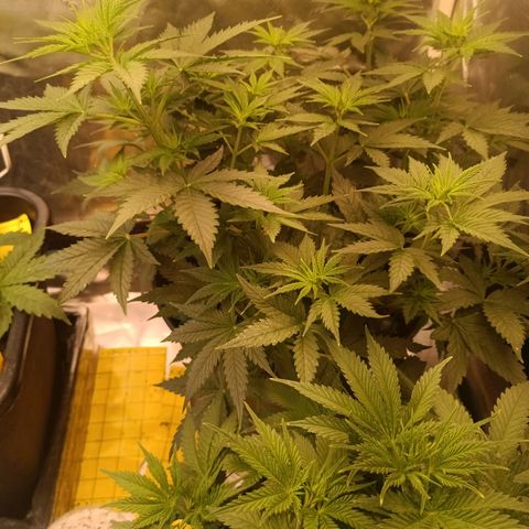 Special Queen 1 growlog timeline photo