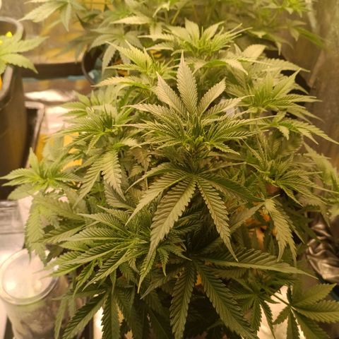 Special Queen 1 growlog timeline photo