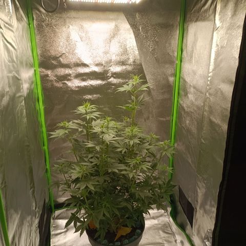 Special Queen 1 growlog timeline photo