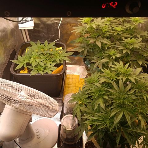 Special Queen 1 growlog timeline photo