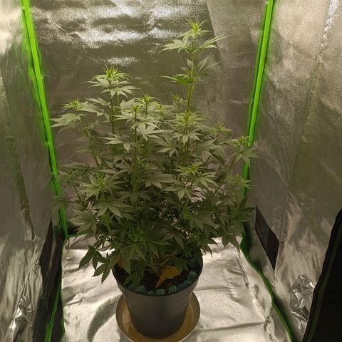 Special Queen 1 growlog timeline photo