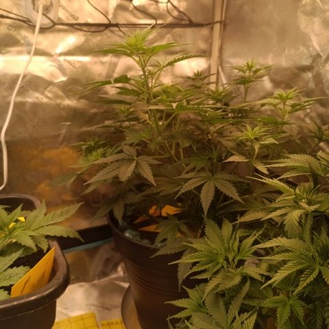 Special Queen 1 growlog timeline photo