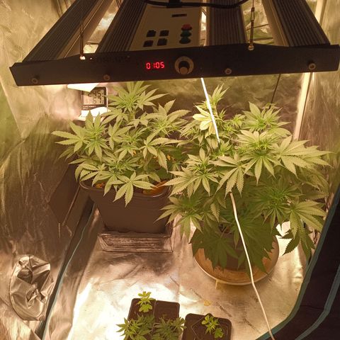 Special Queen 1 growlog timeline photo