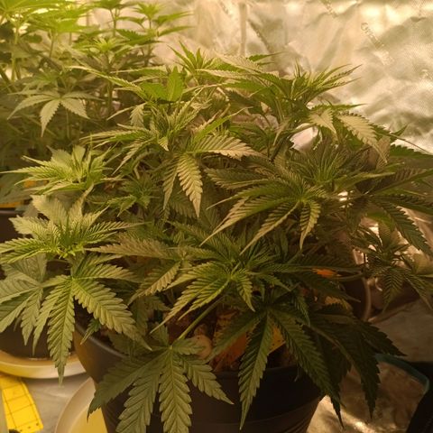 Special Queen 1 growlog timeline photo