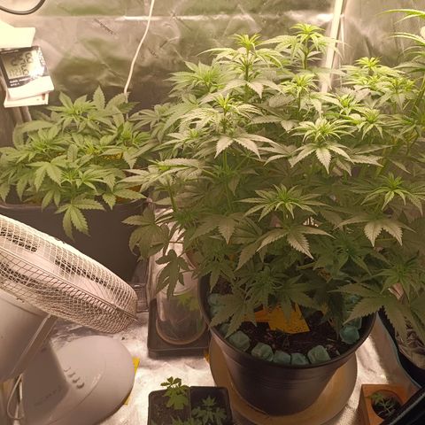 Special Queen 1 growlog timeline photo
