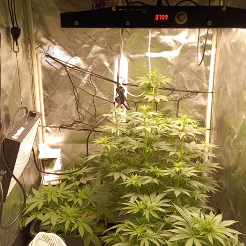 Special Queen 1 growlog timeline photo