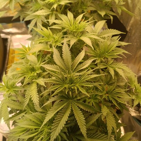 Special Queen 1 growlog timeline photo