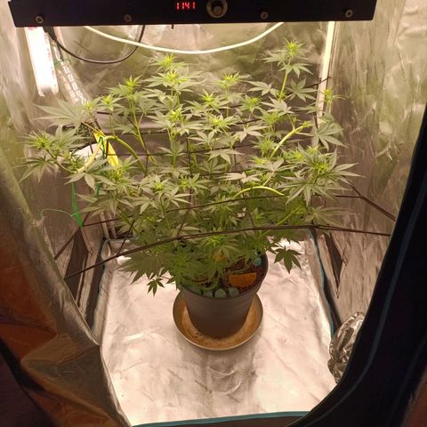 Special Queen 1 growlog photo: Blüte Woche 2-3 