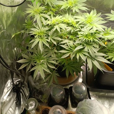 Special Queen 1 growlog timeline photo