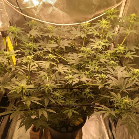 Special Queen 1 growlog timeline photo