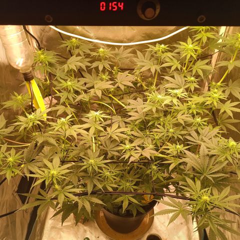 Special Queen 1 growlog timeline photo
