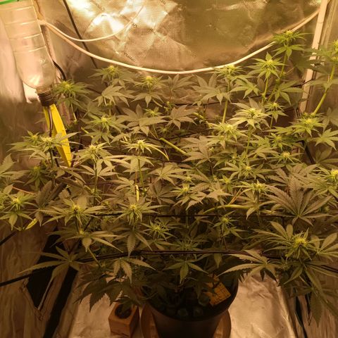 Special Queen 1 growlog timeline photo