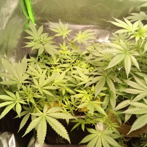 Special Queen 1 growlog timeline photo