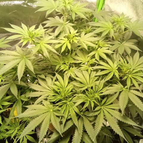 Special Queen 1 growlog timeline photo