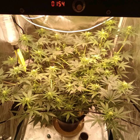 Special Queen 1 growlog timeline photo