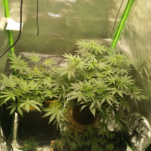 Special Queen 1 growlog timeline photo