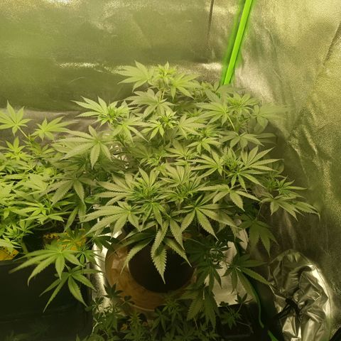 Special Queen 1 growlog timeline photo