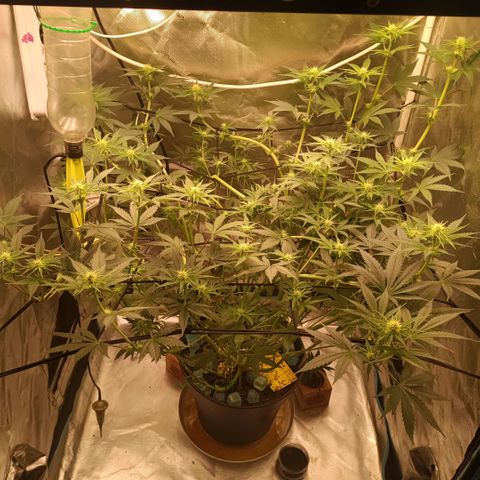 Special Queen 1 growlog timeline photo