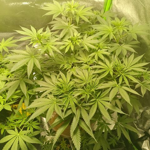 Special Queen 1 growlog timeline photo