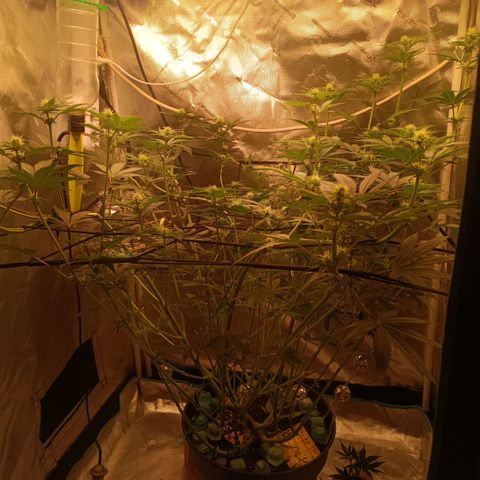 Special Queen 1 growlog timeline photo