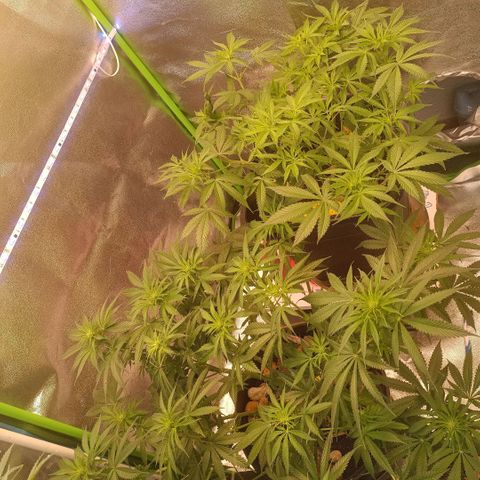 Special Queen 1 growlog timeline photo