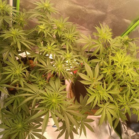 Special Queen 1 growlog timeline photo