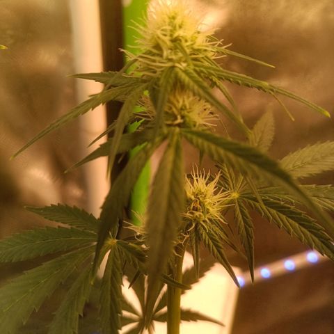 Special Queen 1 growlog timeline photo