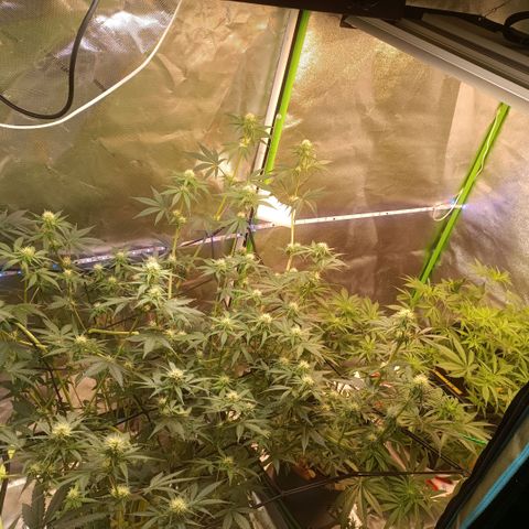 Special Queen 1 growlog timeline photo