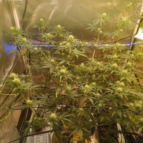 Special Queen 1 growlog timeline photo