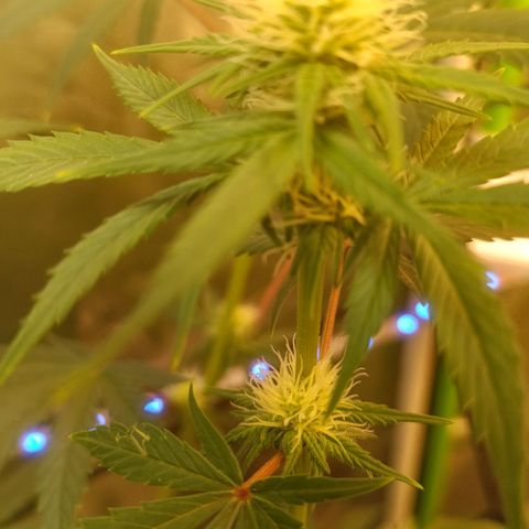 Special Queen 1 growlog timeline photo
